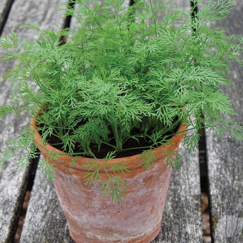 Dill (Dwarf) Nano Herb Seeds