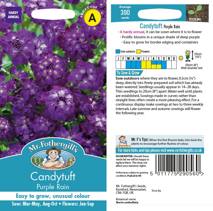 Candytuft Purple Rain From Mr Fothergills Seeds and Plants | USA