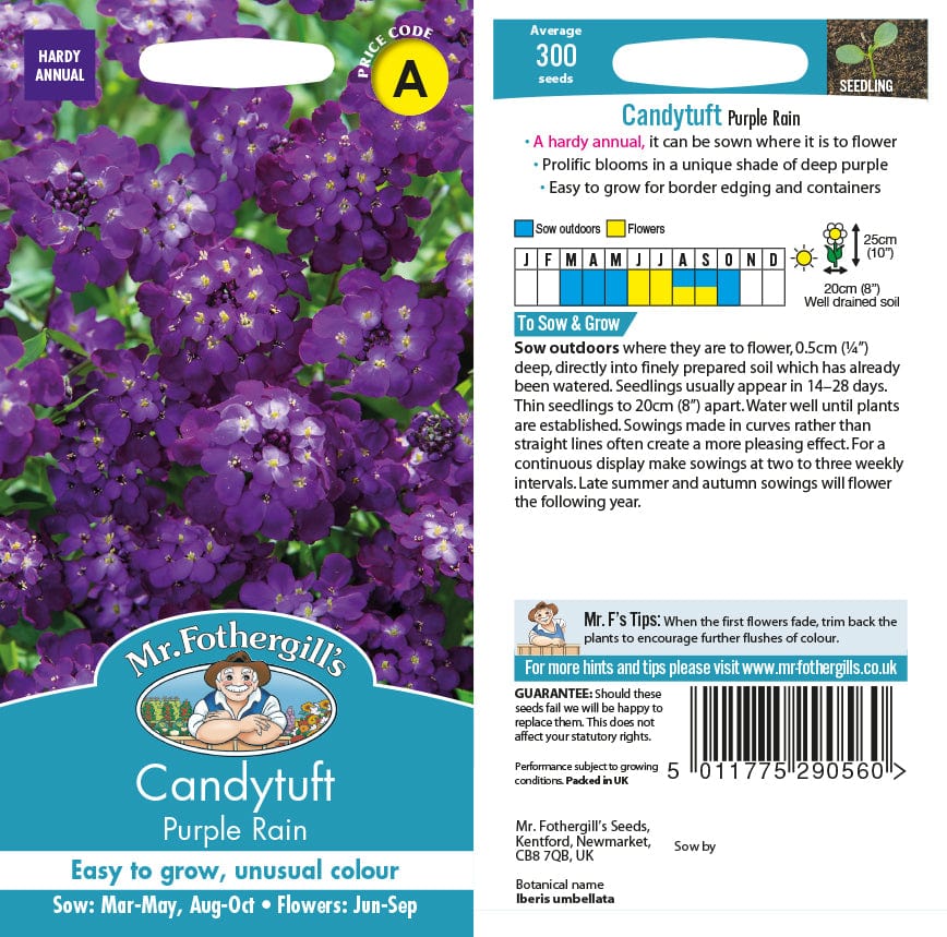 Candytuft Purple Rain Flower Seeds