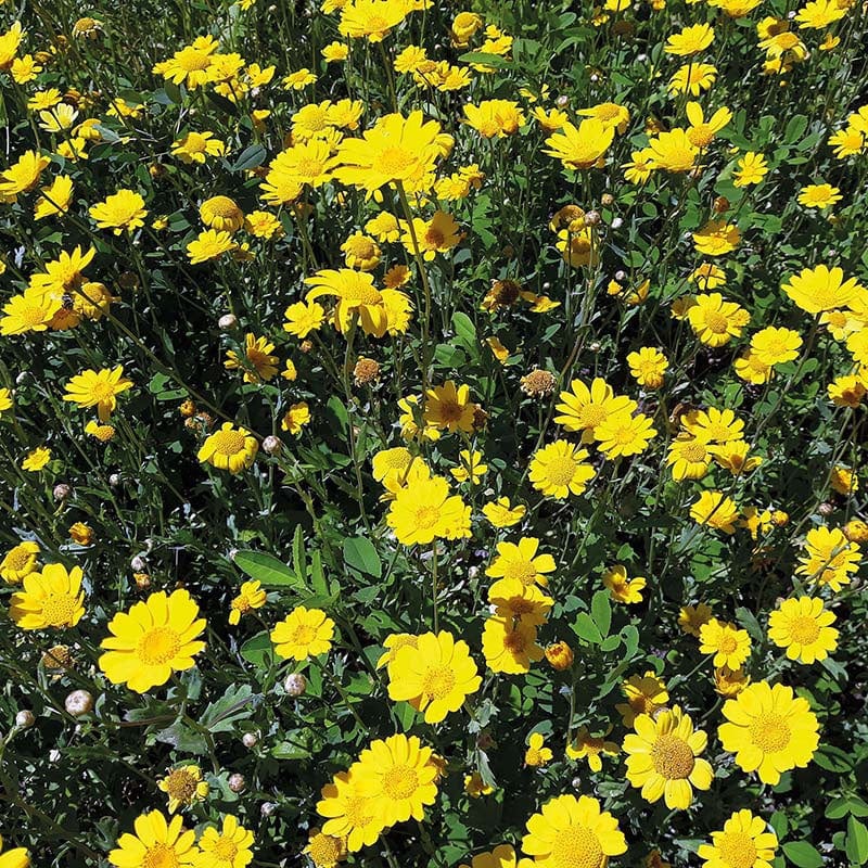 Corn Marigold Wildflower Seeds