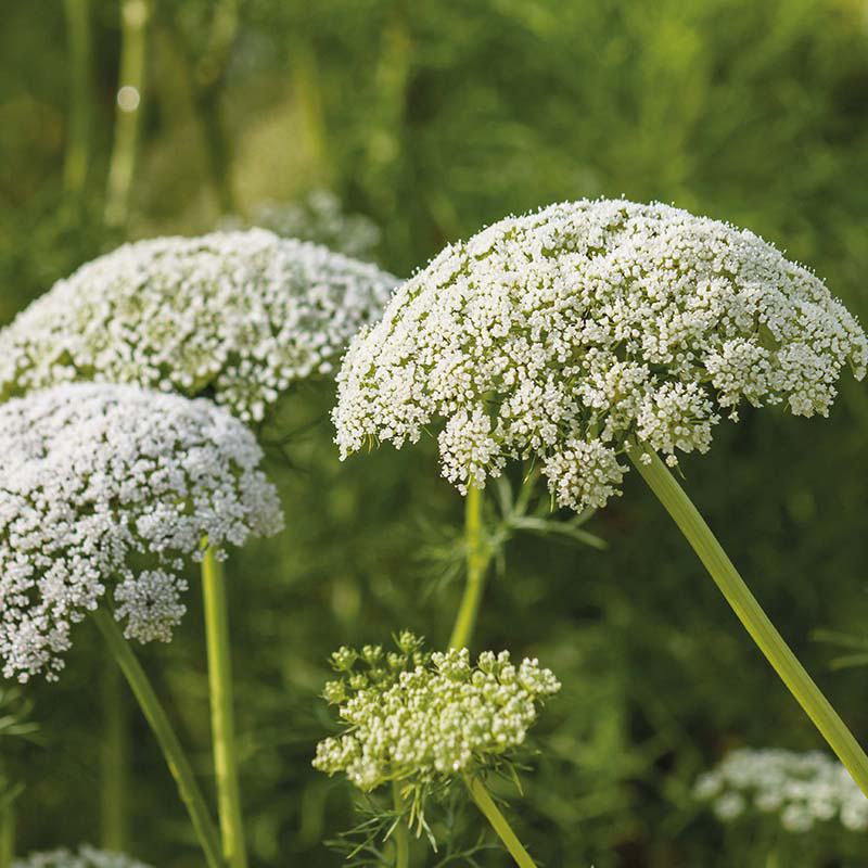 Wild Carrot Wildflower Seeds