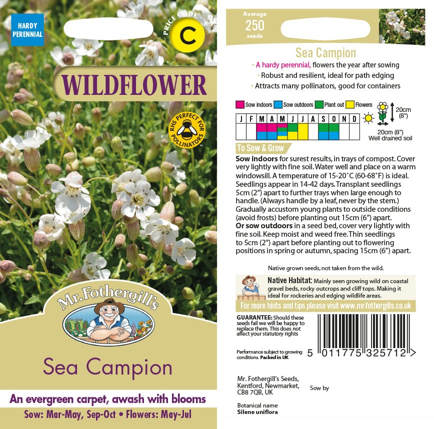 Sea Campion Wildflower Seeds