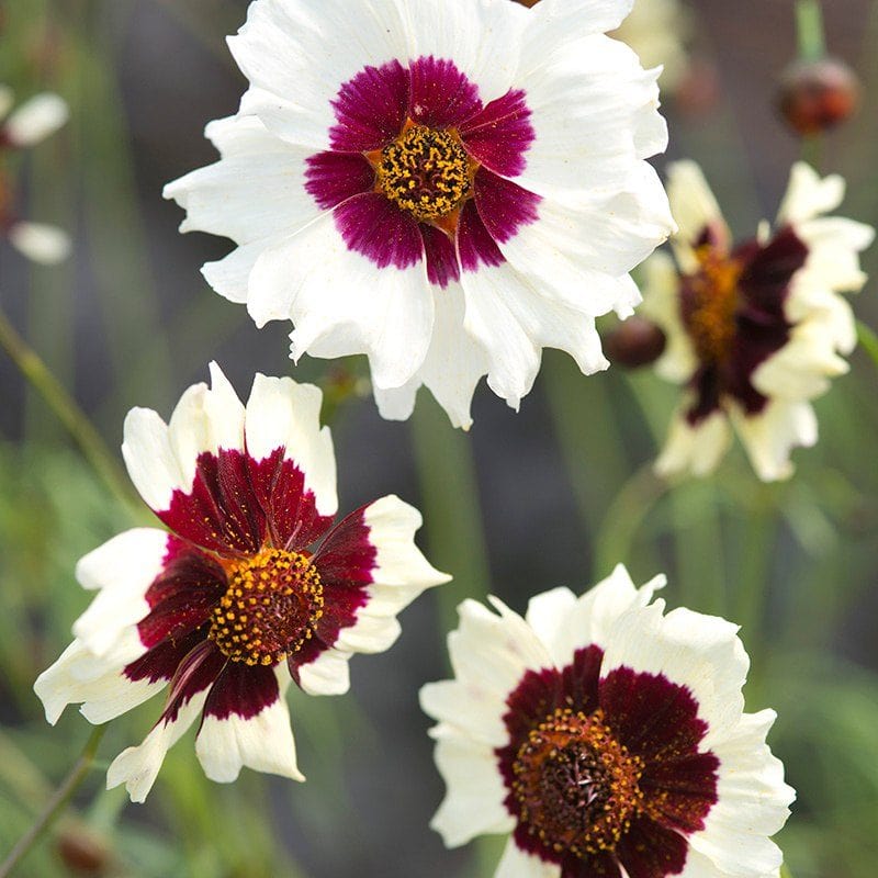 Coreopsis Incredible! Swirl Flower Seeds