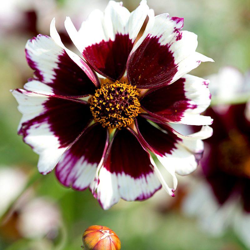 Coreopsis Incredible! Swirl Flower Seeds