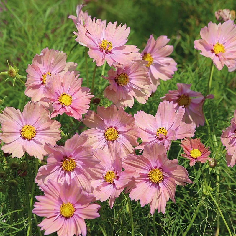 Cosmos Apricotta Flower Seeds