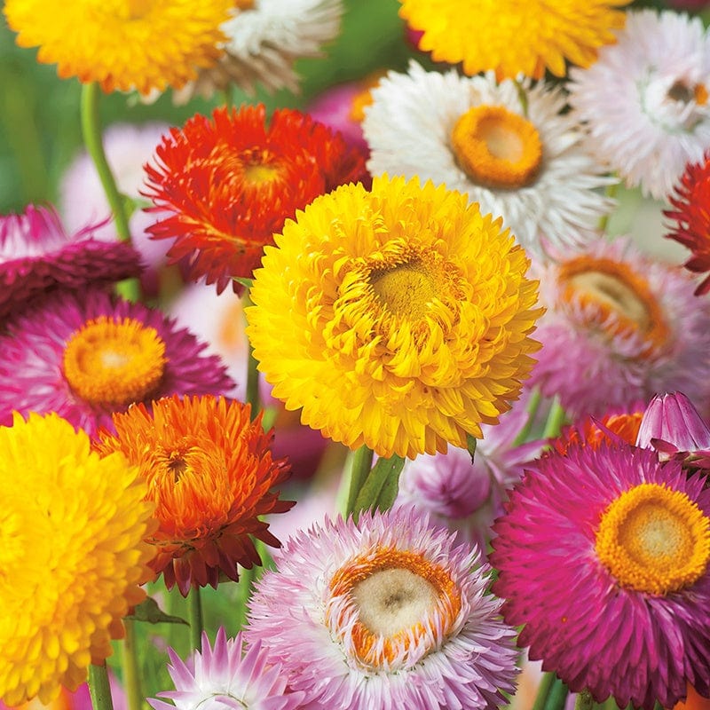 Helichrysum Strawflower Seeds