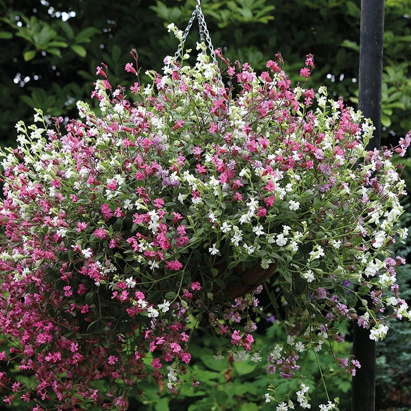 Silene Sibella Mix (Trailing) Flower Seeds