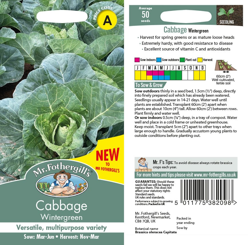 Cabbage Wintergreen Vegetable Seeds