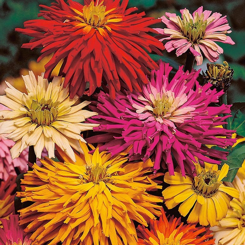 Zinnia Starburst Mixed Flower Seeds