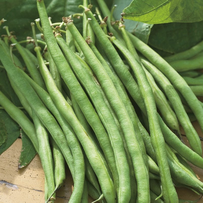 French (Dwarf) Bean Organdi Vegetable Seeds