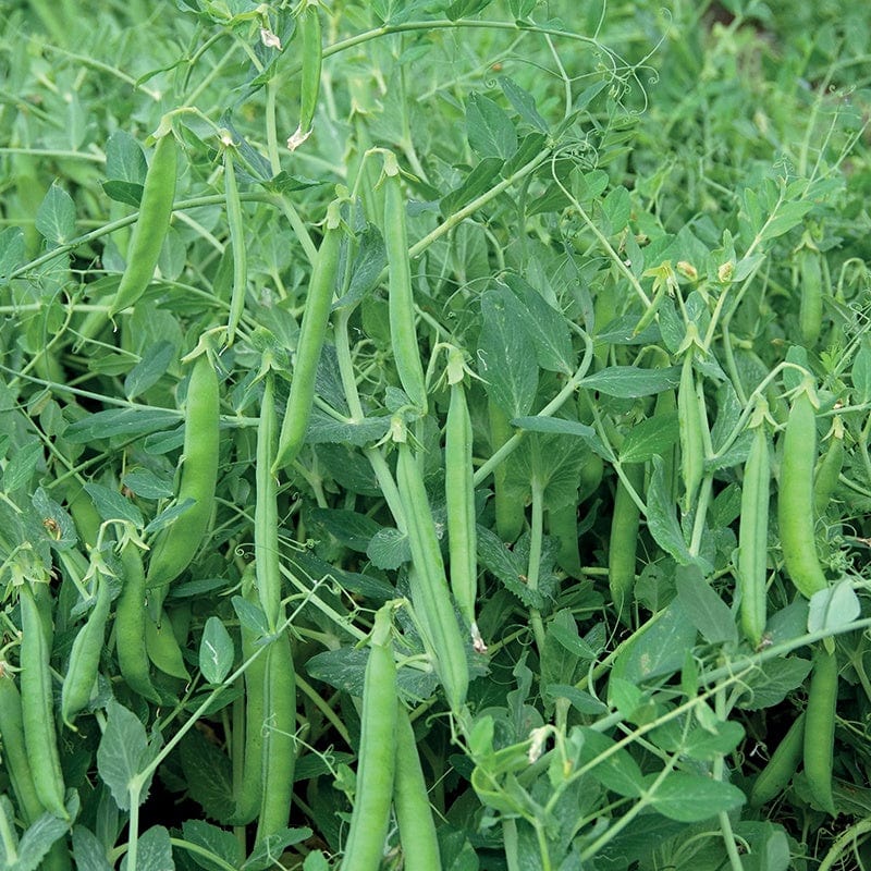 Pea Johan Vegetable Seeds