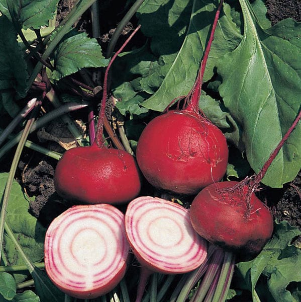 10 Plants LATE Beetroot Chioggia