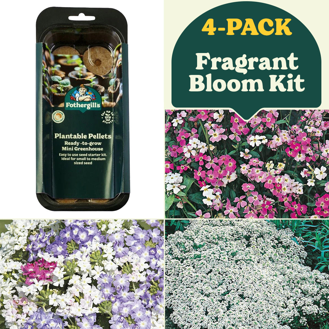 Fragrant Bloom Garden Kit Collection (4-Pack)
