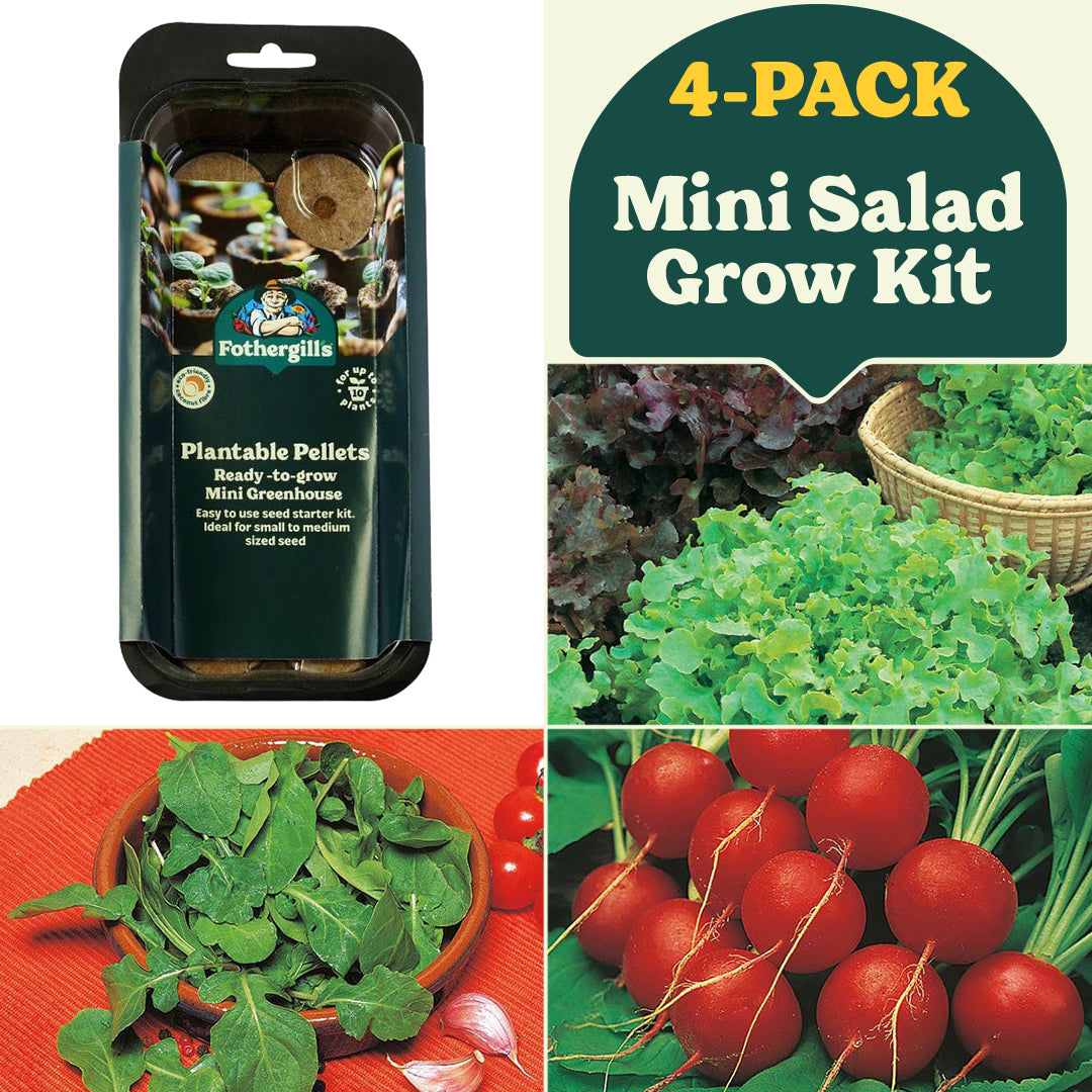 Mini Salad Grower's Garden Kit Collection (4-Pack)