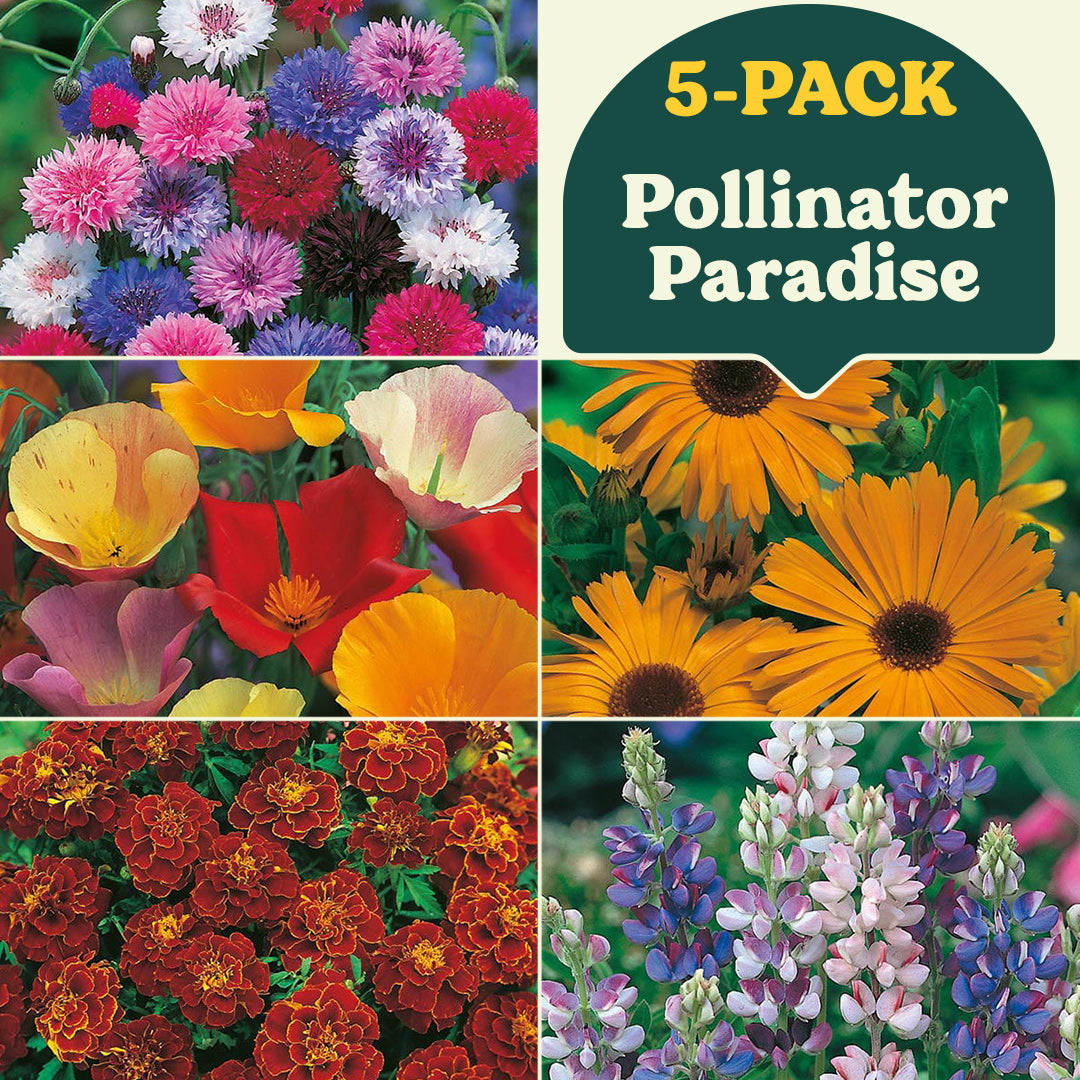 Pollinator Paradise Bee & Butterfly Friendly Collection (5-Pack)