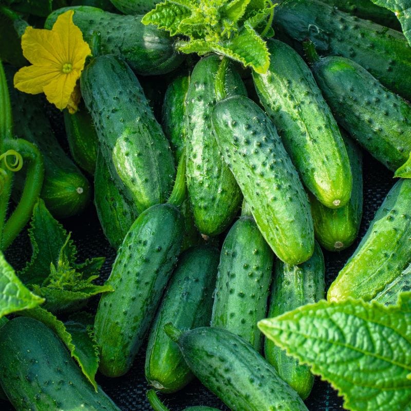 Cucumber (Gherkin) Gherking Seeds