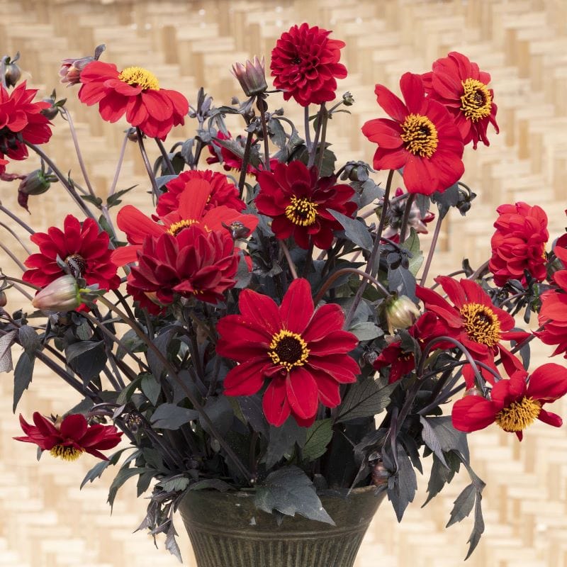 Dahlia Black Forest Ruby Seeds from Mr Fothergill's. | USA