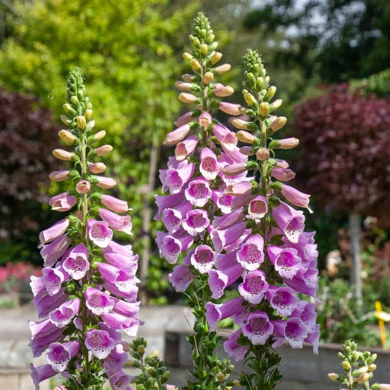 Foxglove Dottie Warm Rose F1 Seeds