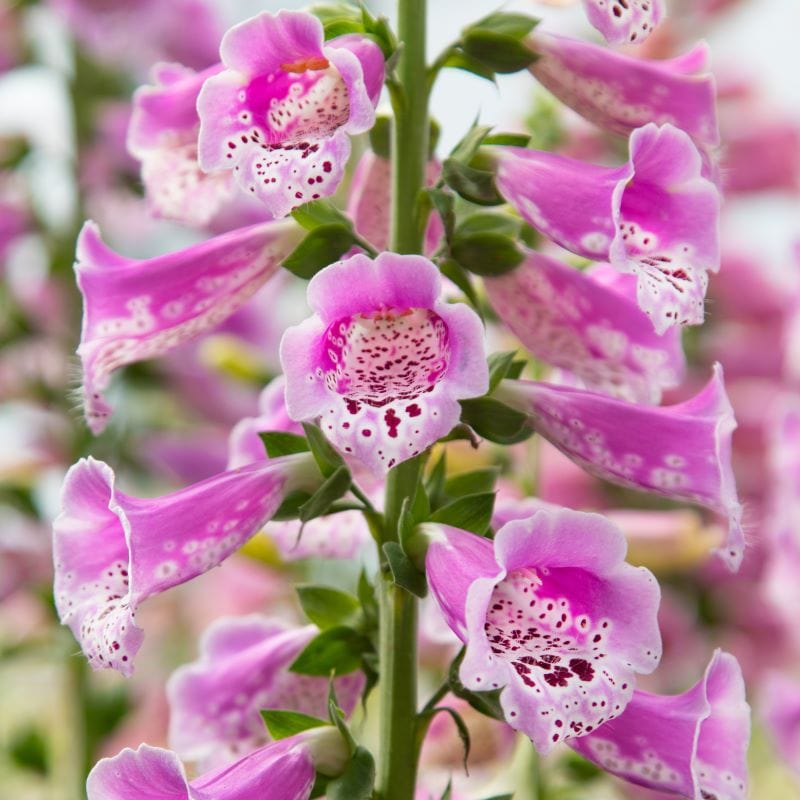 Foxglove Dottie Warm Rose F1 Seeds from Mr Fothergill's. | USA