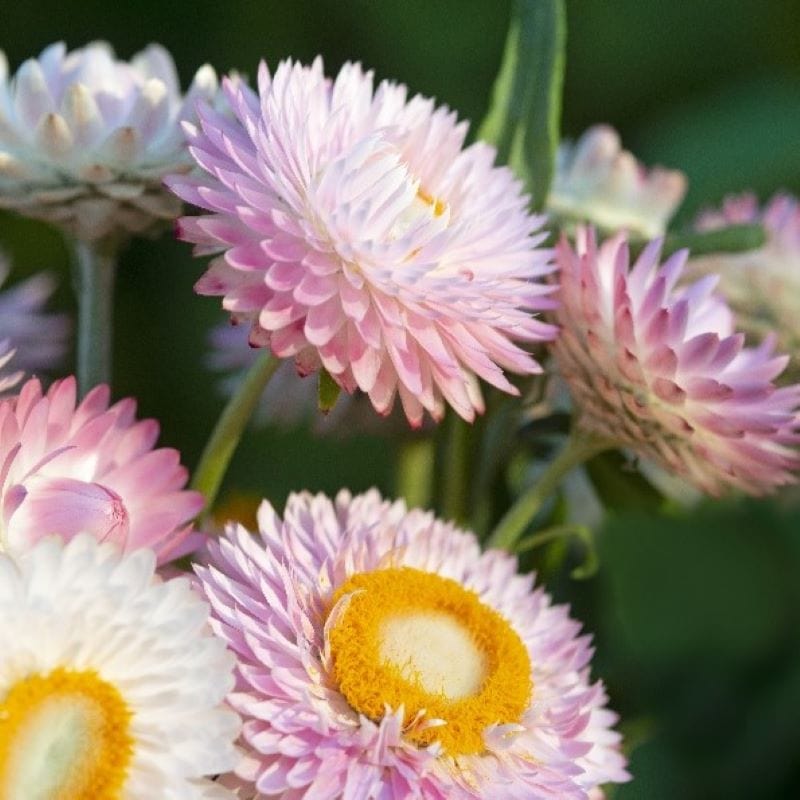 Helichrysum Silvery Rose Seeds