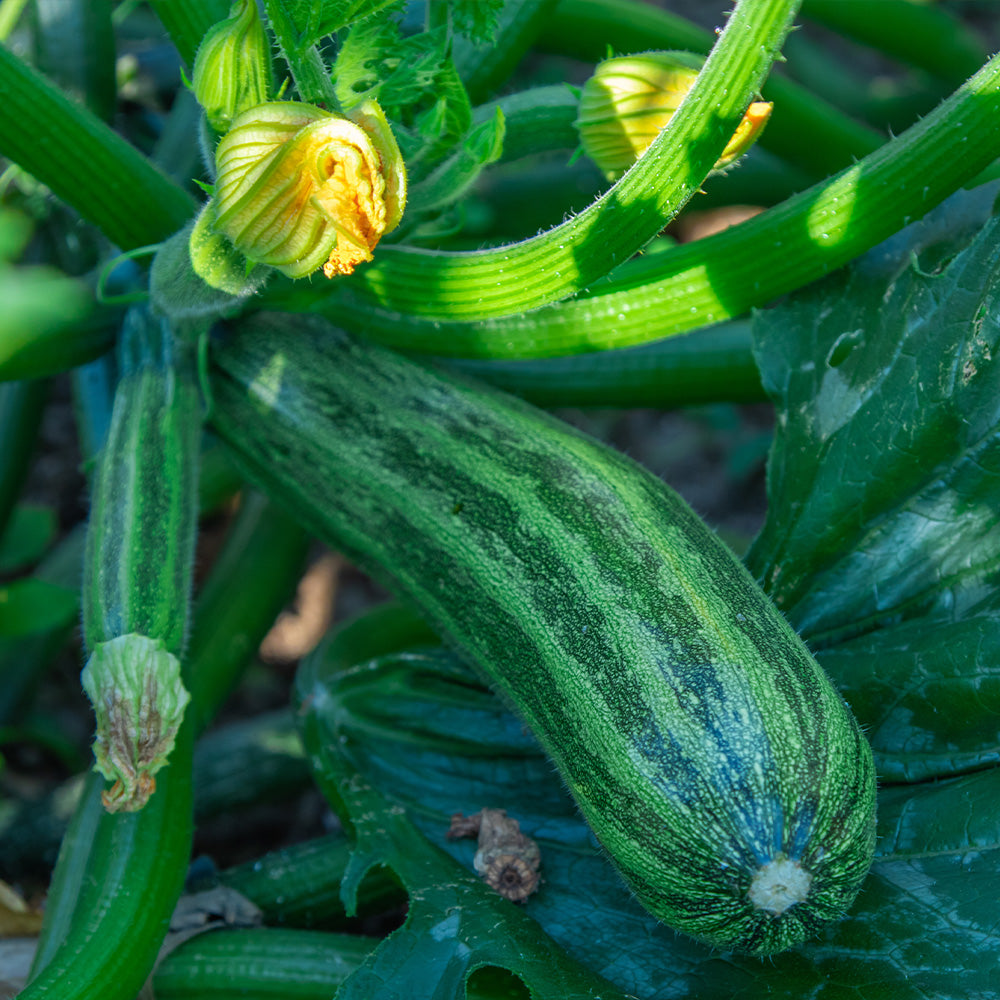 Marrow Long Bean Green 2 Seeds