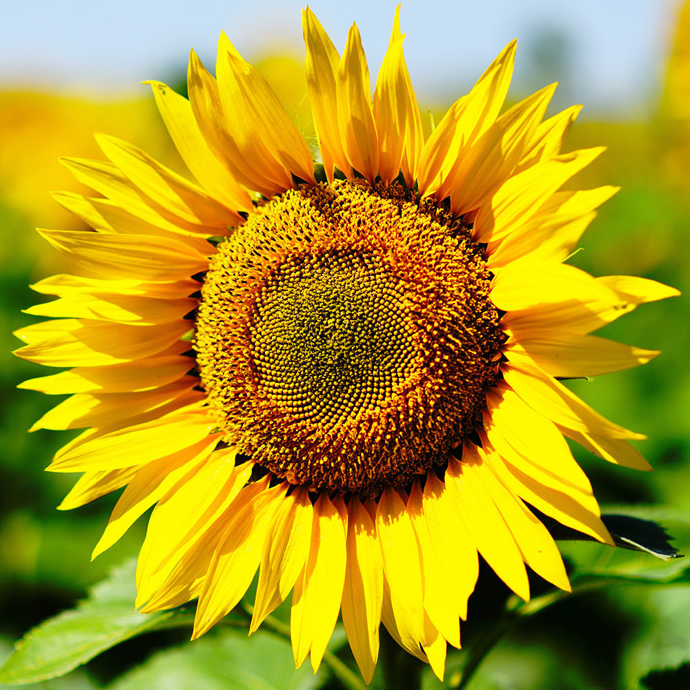 Sunflower Taiyo Seeds