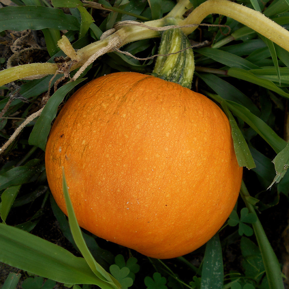 Fun Seeds Pumpkin Halloween Head Seeds