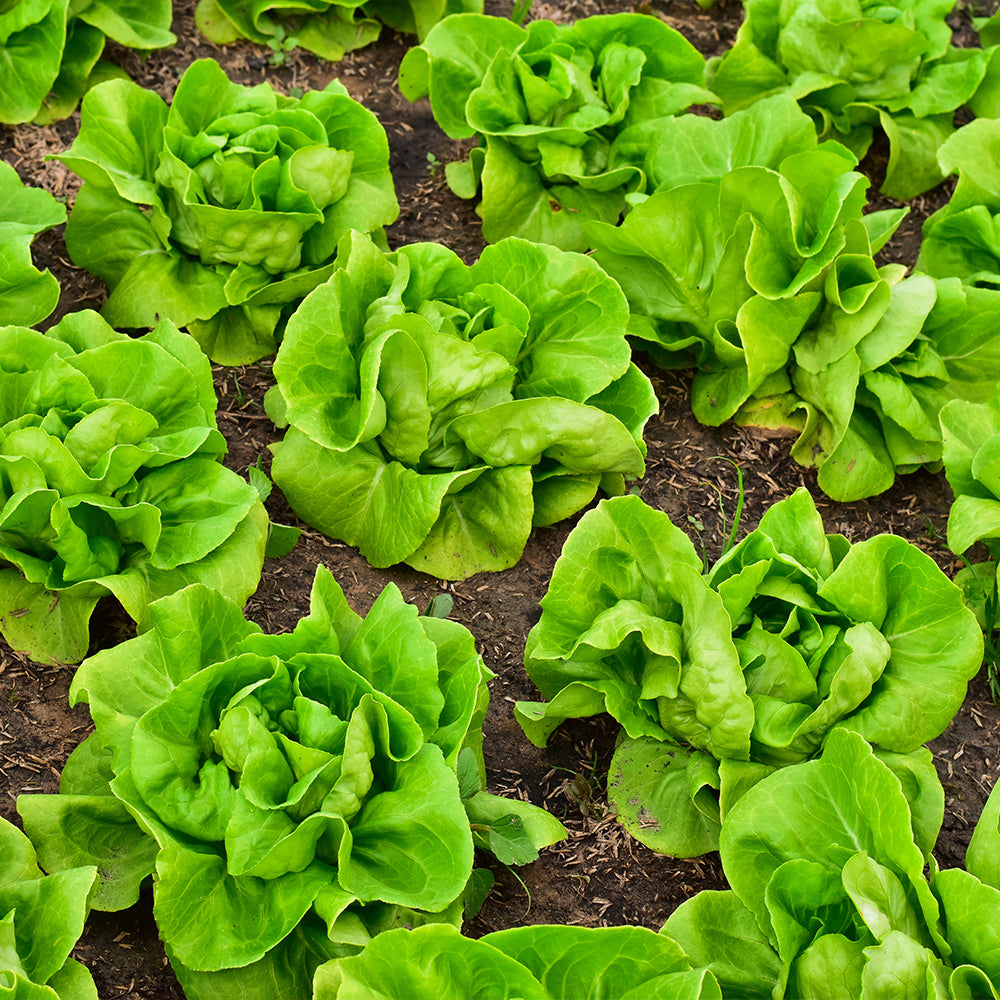 Lettuce Tom Thumb Seeds