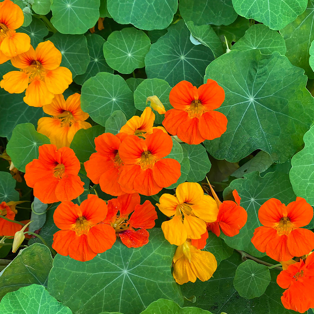 Nasturtium Gleam Mixed Seeds