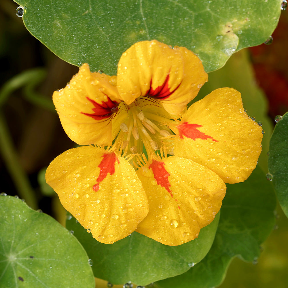 Nasturtium Peach Melba Seeds