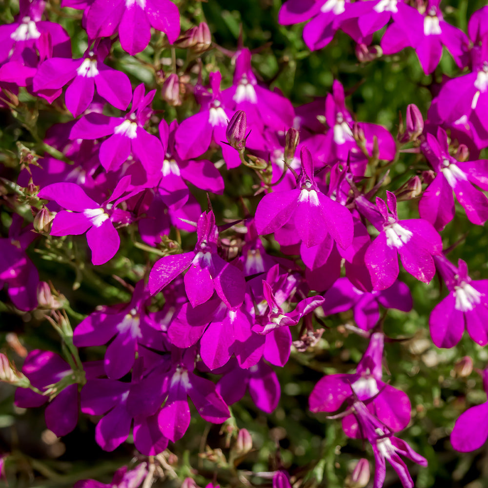 Lobelia Crimson Fountains Seeds