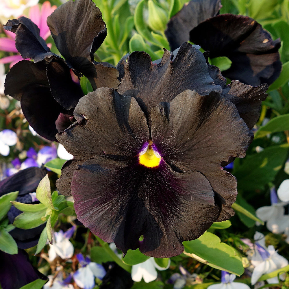 Pansy Blackjack Seeds