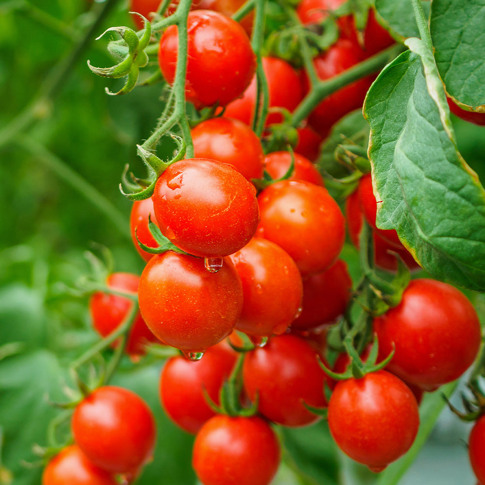 Fun Seed Tomato Gobstopper Toms Seeds
