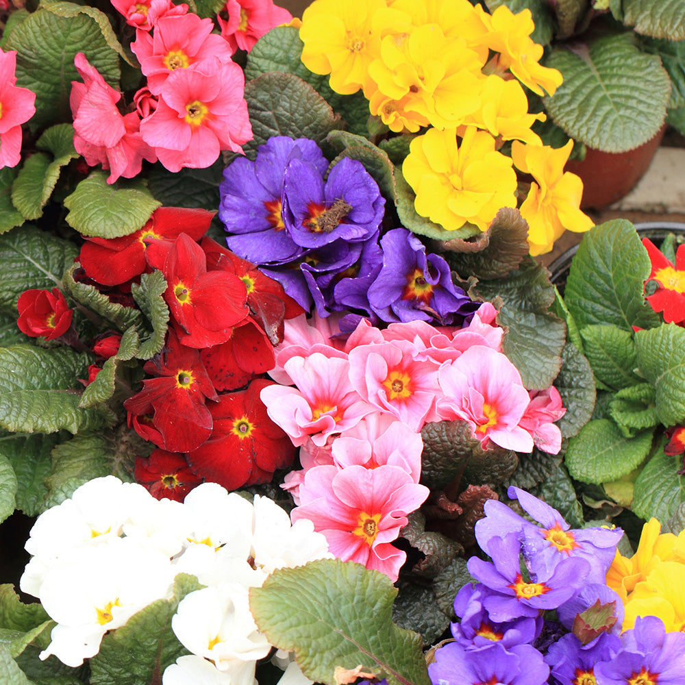 Polyanthus Large Flowered Mix Seeds