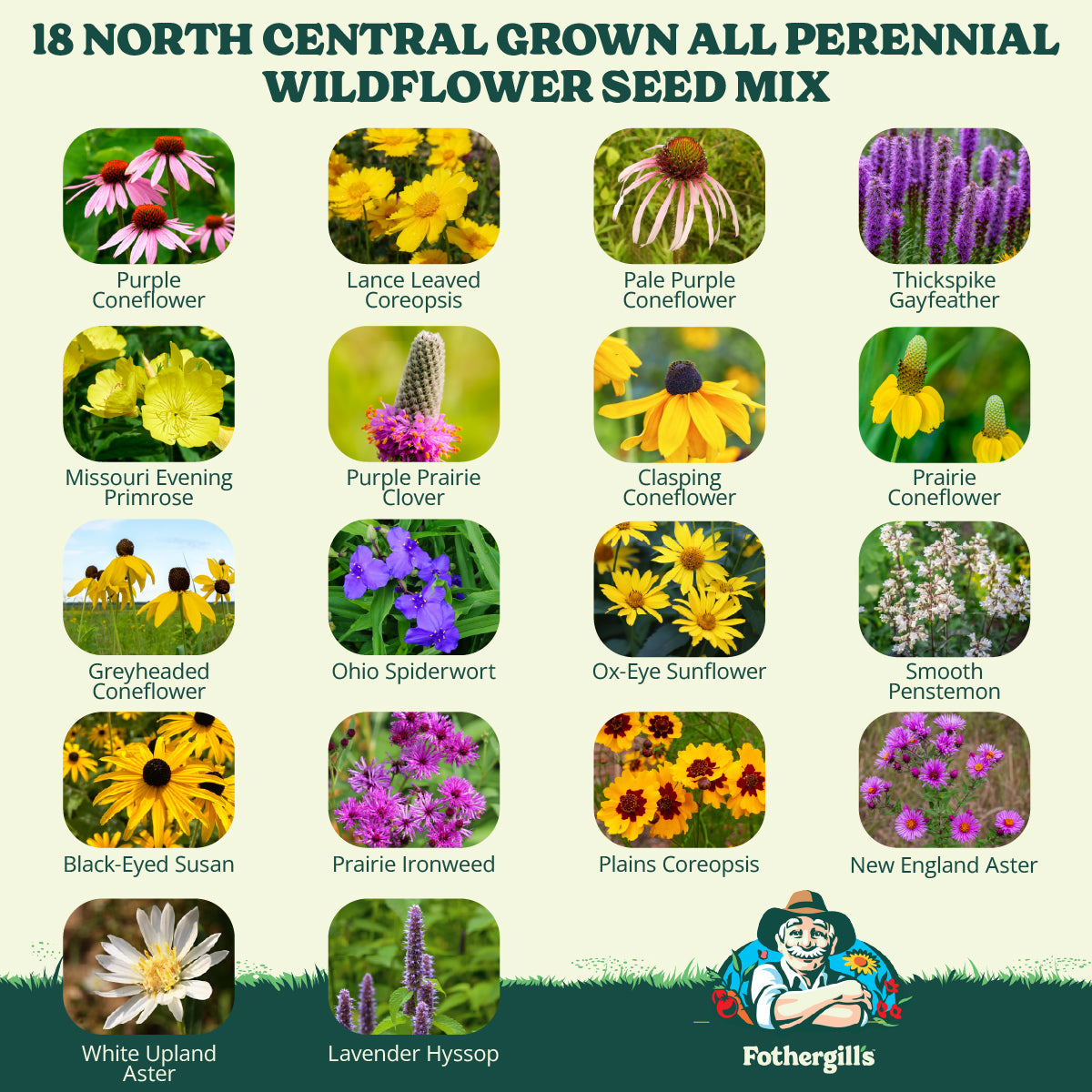 North Central Grown All Perennial Wildflower Seed Mix