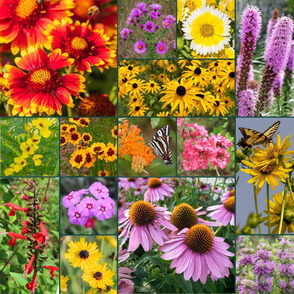 wildflower perennial mix seeds Southeast Grown All Perennial Wildflower Seed Mix