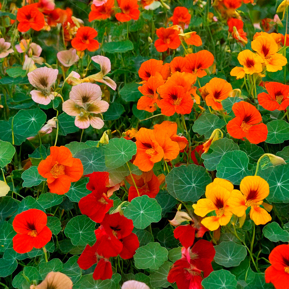 Nasturtium Alaska Mixed Seeds