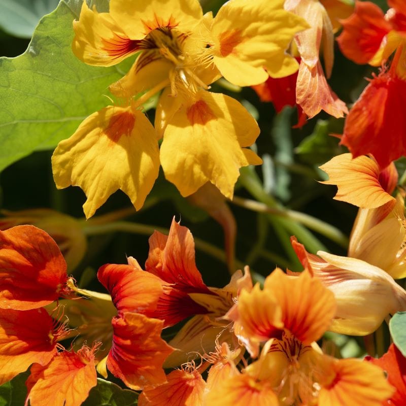 Nasturtium Arizona Mix Seeds from Mr Fothergill's. | USA
