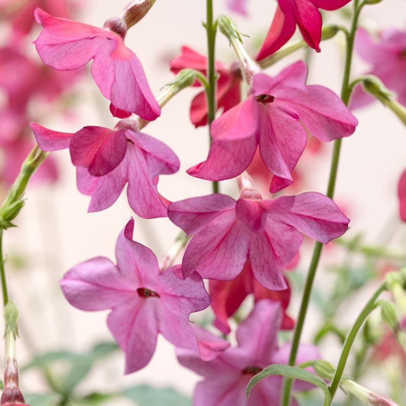 Nicotiana Sirius Pink F1 Seeds