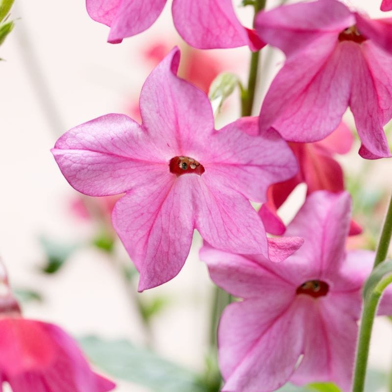 Nicotiana Sirius Pink F1 Seeds