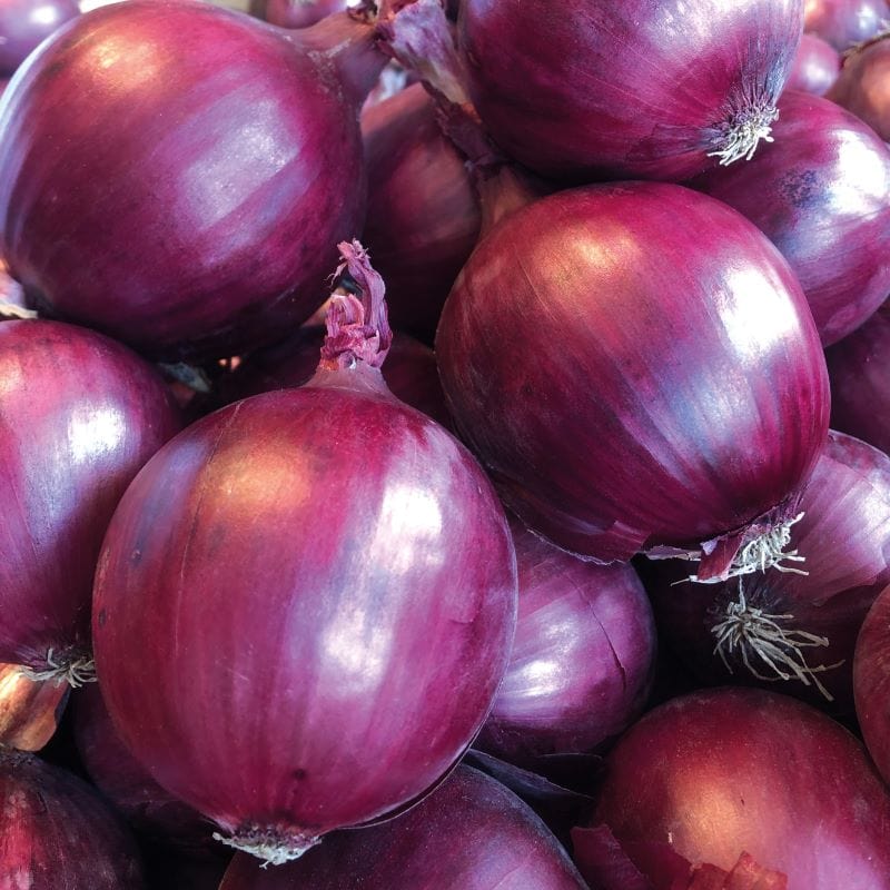 Onion Red Flash F1 Seeds