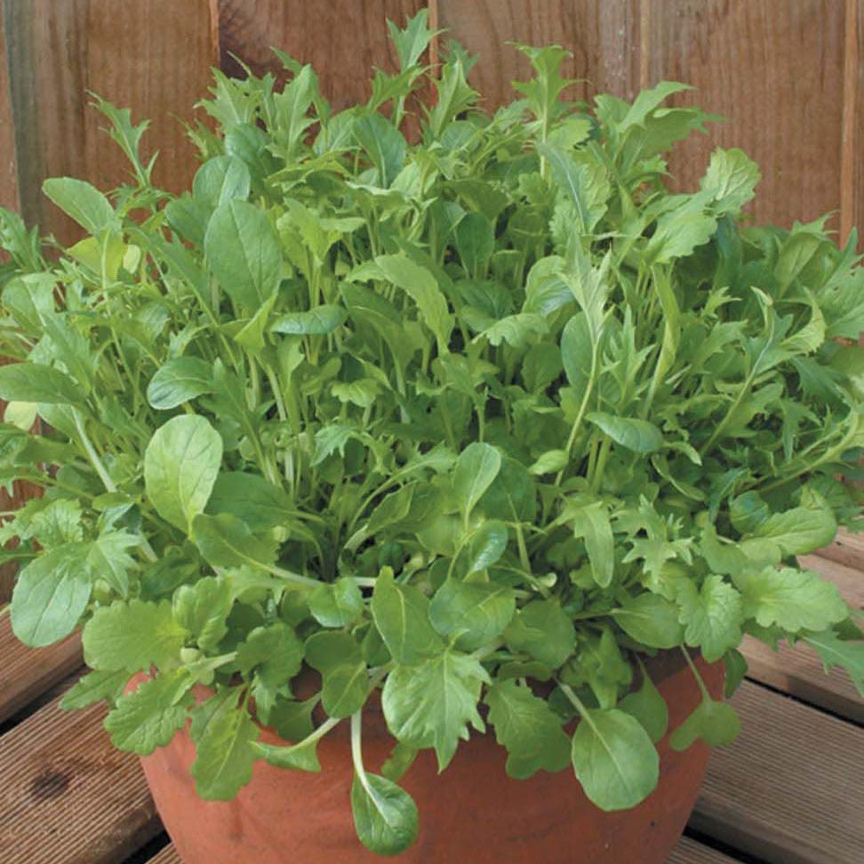 Salad Leaves Oriental Mix Seeds