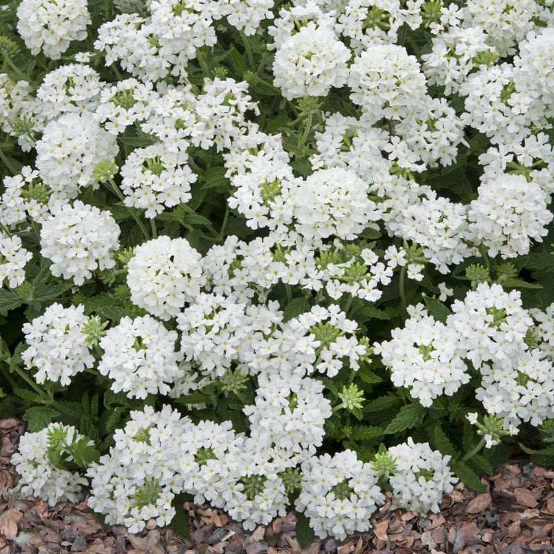 Verbena Scentsation White Seeds